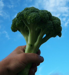 broccoliinhand