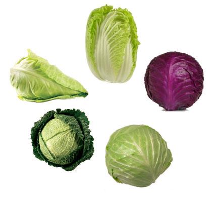 cabbage5varieties