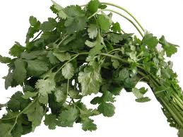 Cilantro